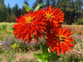 Zinnia Seeds - 100+ Super Cactus Redman Variety - Garden Flowering Plant - Zinnia elegans - Vibrant Red Blooms