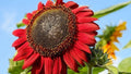 Red Sunflower Seeds Pack – Heirloom Non-GMO Helianthus annuus, Vibrant Red Petals, Annual, Over 100 Seeds