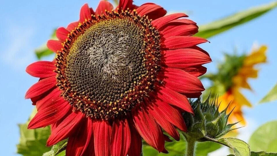 Red Sunflower Seeds Pack – Heirloom Non-GMO Helianthus annuus, Vibrant Red Petals, Annual, Over 100 Seeds