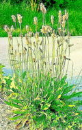 English Plantain Seeds 500 Count, Plantago lanceolata, Medicinal Herbal Plant, Garden Seeds for Remedies and Landscaping