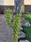 Eve's Needle Cactus Cutting - Austrocylindropuntia - Succulent Plant for Indoor & Outdoor Gardens - Drought Tolerant, Low Maintenance