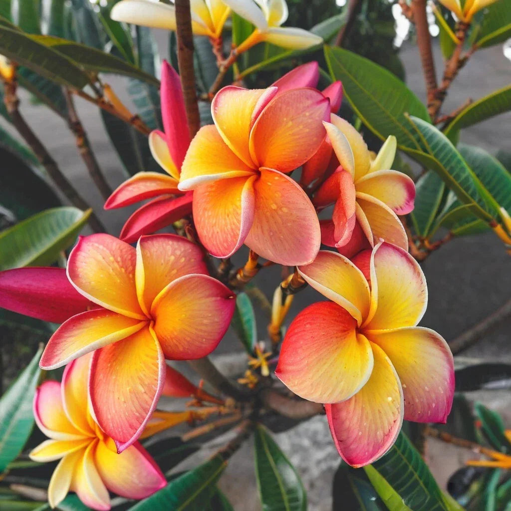 Plumeria Seeds 5 Pack Pink Yellow Red Hawaiian Flower Plants Perennial Garden Seeds