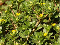 Organic Purslane Herb Seeds - 100+ Non-GMO Portulaca oleracea for Culinary Use, Edible, Full Sun, Well-Draining Soil