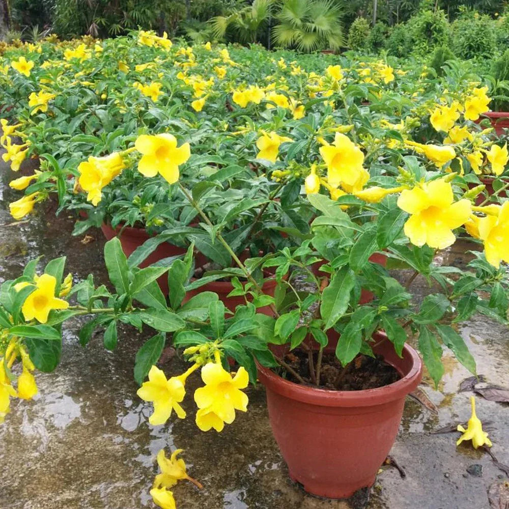 Yellow Allamanda Live Plants - 2 Plug Size, Allamanda cathartica, Bright Yellow Blooms, Fast-Growing, Low-Maintenance Garden Plants