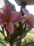 Plumeria Plant - 2.5 Inch Pot - Fireblast Multicolor - From Seeds - Fragrant Tropical Flower
