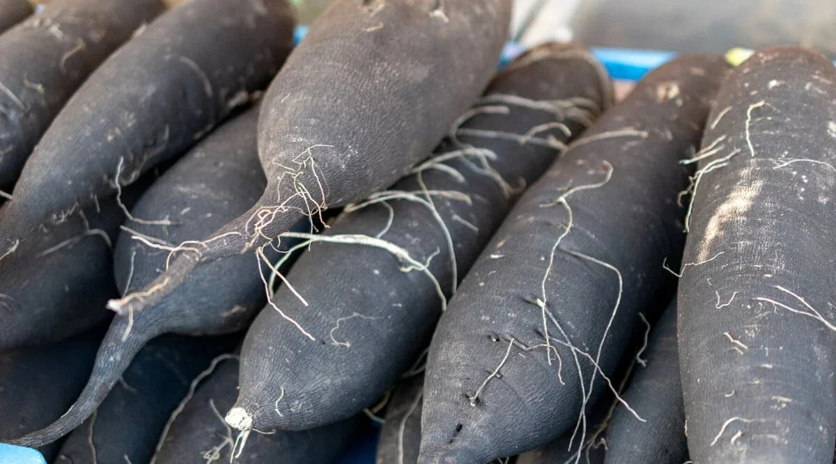 Long Black Spanish Radish Seeds - 500+ Count, Heirloom Raphanus sativus, Vegetable Seeds for Garden Planting