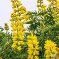 Golden Yellow Annual Lupine Seeds – 25+ Pack for Garden Planting, Lupinus polyphyllus, Bright Color, Attracts Pollinators