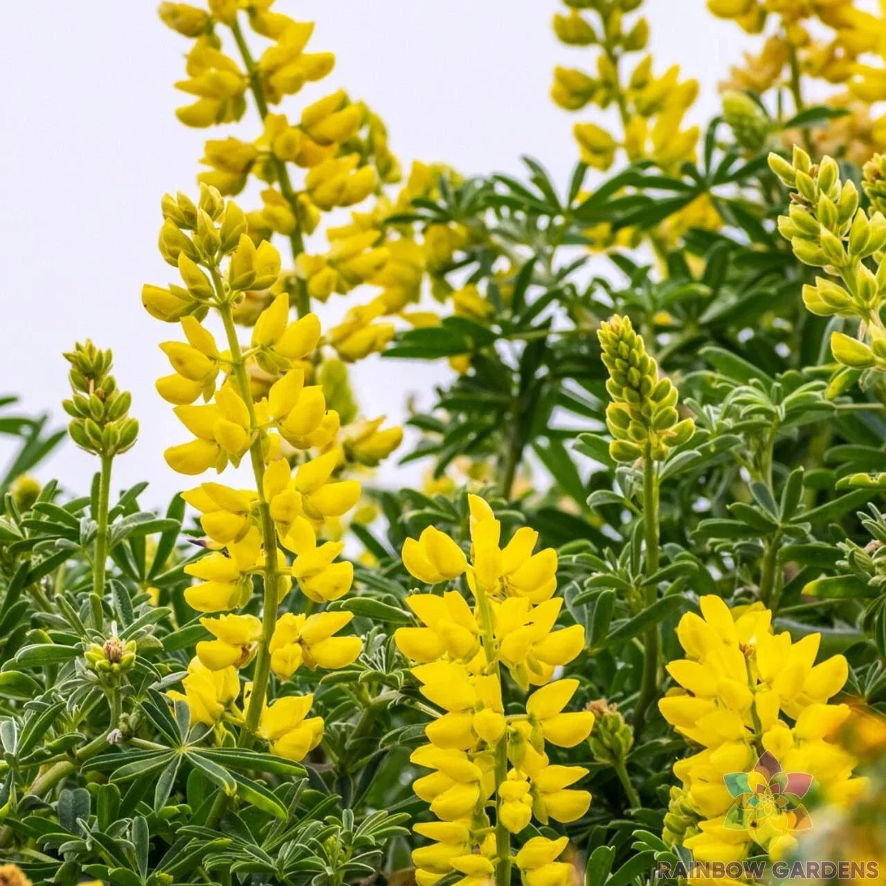 Golden Yellow Annual Lupine Seeds – 25+ Pack for Garden Planting, Lupinus polyphyllus, Bright Color, Attracts Pollinators