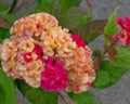 Variegated Cockscomb Celosia Seeds - 200 Organic Non-GMO Seeds for Vibrant Garden Annuals - Celosia argentea cristata, USA Grown