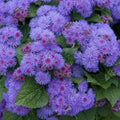 Ageratum Seeds - 500 Non-GMO Blue Mink Dwarf Floss Flower for Gardens, Borders, Containers, Purple Blooms, Ageratum houstonianum