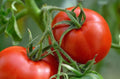 Manitoba Tomato Seeds - Cool Climate Non-GMO Prairie Tomato Solanum lycopersicum, Pack of 50
