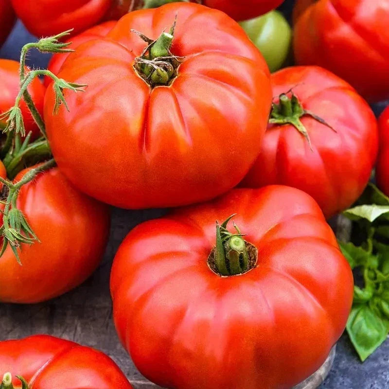 Jersey Tomato Seeds - Organic Beefsteak Heirloom Non-GMO Garden Seeds for Home Growing, 120+ Seeds