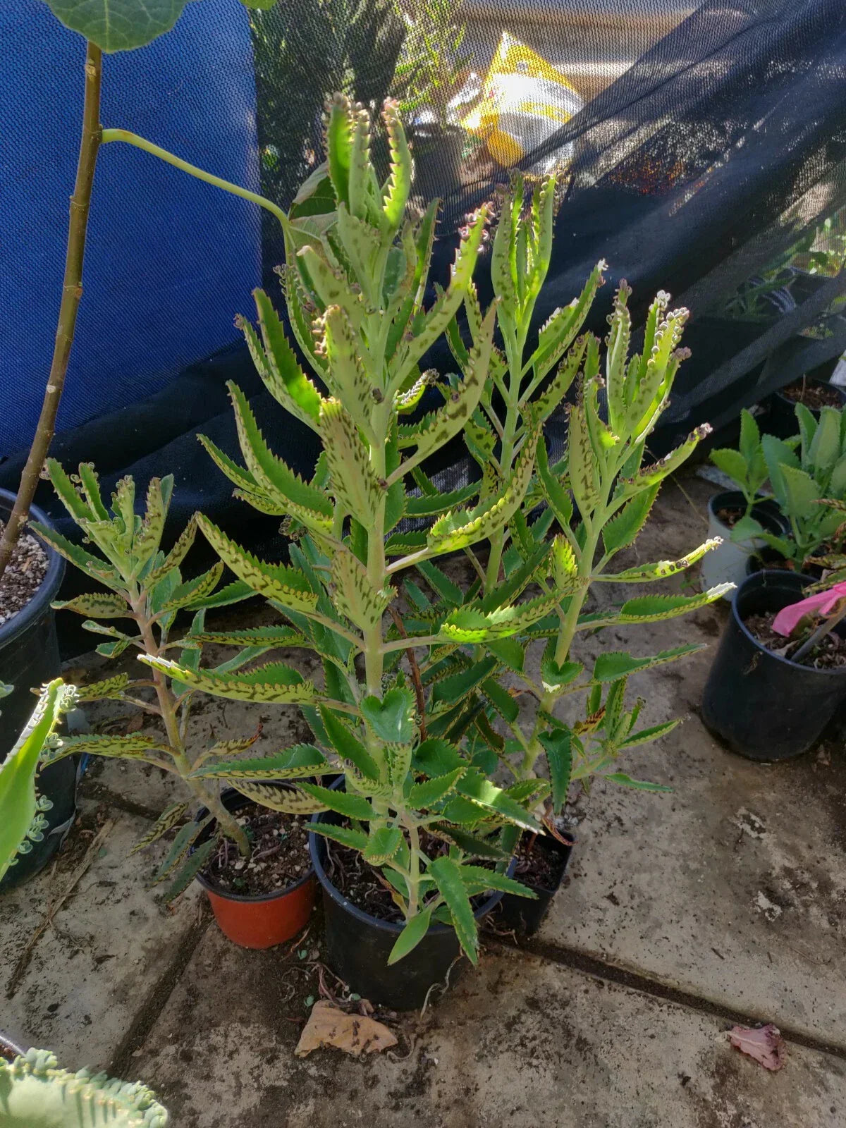 15 Organic Kalanchoe Aranto Plants - Mother of Thousands Succulent Collection