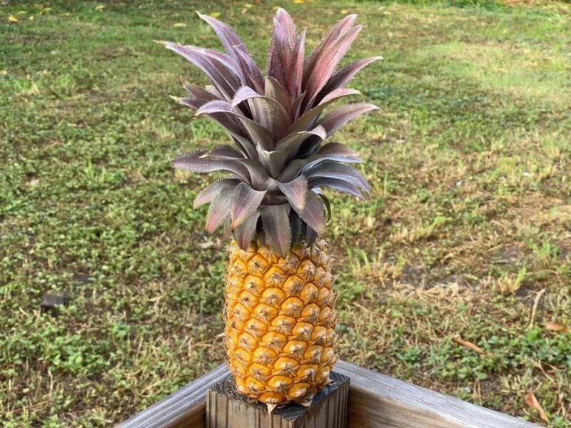 Antigua Black Pineapple Seeds – 15+ Ananas comosus Fruit Planting for Garden or Container Growth