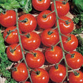 Sweetie Cherry Tomato Seeds - Organic Non-GMO Heirloom Solanum lycopersicum, Juicy, Sweet, 30+ Seeds for Garden, Container & Raised Bed