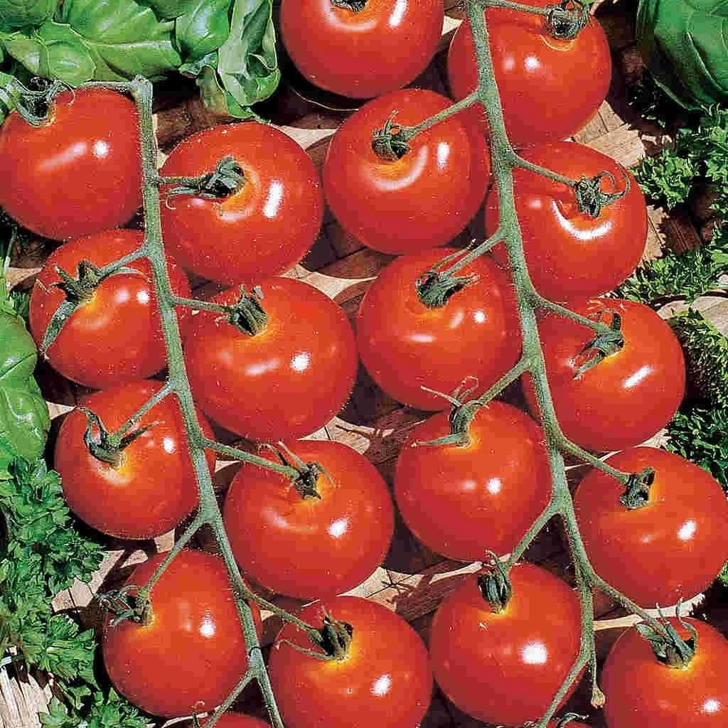 Sweetie Cherry Tomato Seeds - Organic Non-GMO Heirloom Solanum lycopersicum, Juicy, Sweet, 30+ Seeds for Garden, Container & Raised Bed