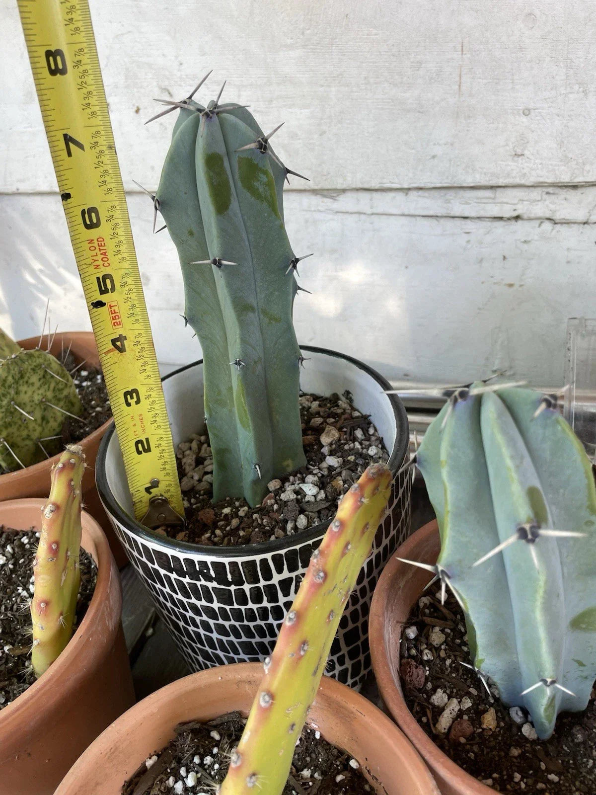 Blue Candle Cactus Cutting | Succulent Plant | Echinocereus triglochidiatus | Drought-Tolerant, Indoor & Outdoor