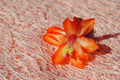 Christmas Cactus Starter Plant - Sunset Strip Schlumbergera Truncata - Indoor Well-Rooted Small Plant for Holiday Decor