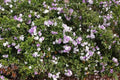 Brunfelsia grandiflora Cutting - Tropical Flowering Plant - Chiric Sanango - Fragrant Shrub - Rare Garden Variety - 6-8 inch
