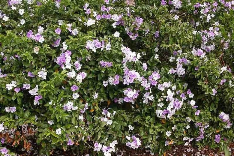 Brunfelsia grandiflora Cutting - Tropical Flowering Plant - Chiric Sanango - Fragrant Shrub - Rare Garden Variety - 6-8 inch