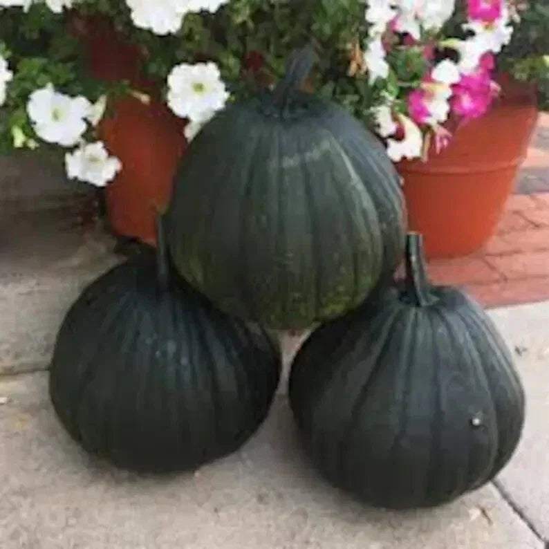 Dark Night Pumpkin Seeds - Organic Cucurbita pepo, 10 Seeds, Non-GMO, USA Grown, Decorative & Culinary Use, Free Shipping