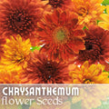 Chrysanthemum Seeds - Golden Bouquet Mix Flower Seeds for Garden, Borders, Containers - Chrysanthemum morifolium