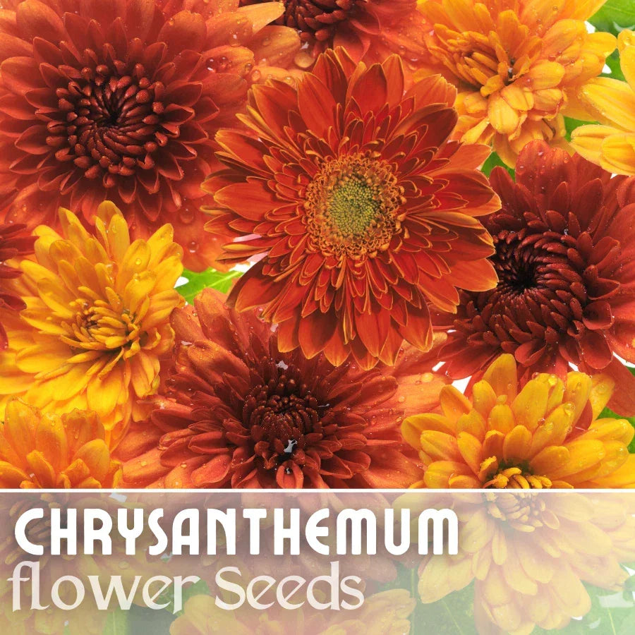 Chrysanthemum Seeds - Golden Bouquet Mix Flower Seeds for Garden, Borders, Containers - Chrysanthemum morifolium