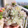 Echeveria Mebina Variegata Succulent Plant - Bare Root, Creamy Yellow & Green Rosettes, Live Echeveria spp.