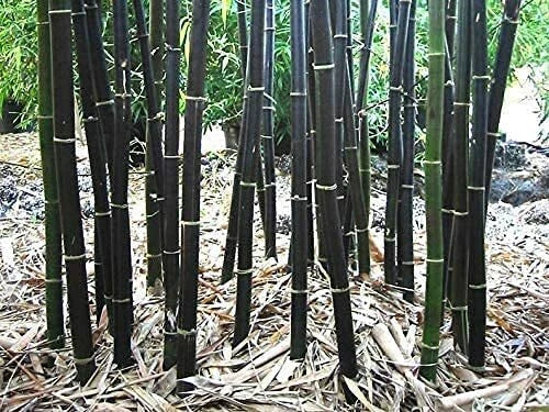 Black Bamboo Seeds - 150 Rare Phyllostachys nigra Seeds for Planting, Ornamental, Privacy Screen