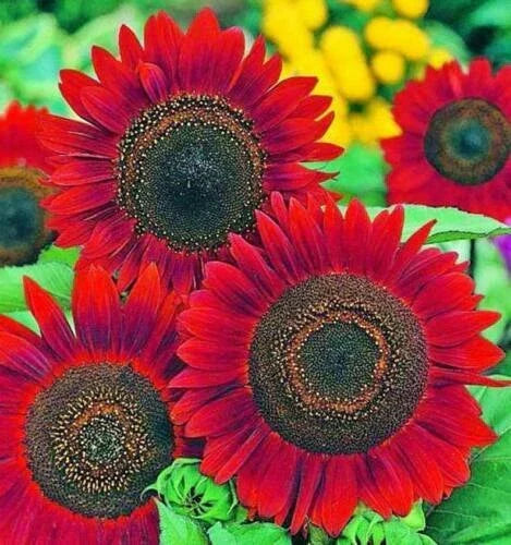 Red Sunflower Seeds for Planting - 20 Pack, Helianthus annuus, Vibrant Red Blooms, Attract Pollinators, Full Sun, Easy to Grow