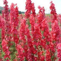 Red Delphinium Seeds - Perennial Garden Flower Seeds - Delphinium elatum - 50 Pack for Borders & Cut Flowers