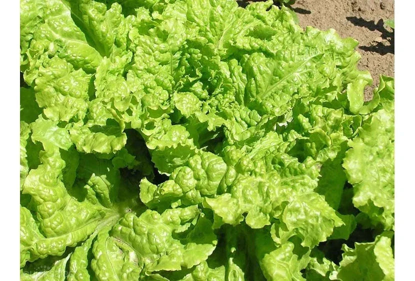 Black Seeded Simpson Lettuce Seeds - Organic Heirloom, Loose-Leaf, Lactuca sativa, for Home Gardening & Salad Growing