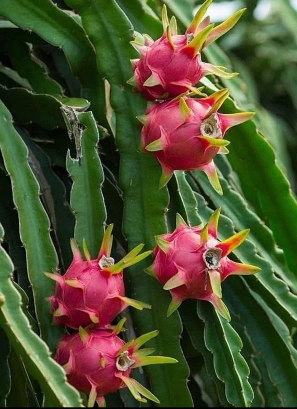 Dragon Fruit Cuttings - Rooted Hylocereus undatus Plant for Garden