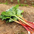 Victoria Rhubarb Seeds - Heirloom Non-GMO Seeds for Cooking & Gardening - Rheum rhabarbarum, Seed Packet