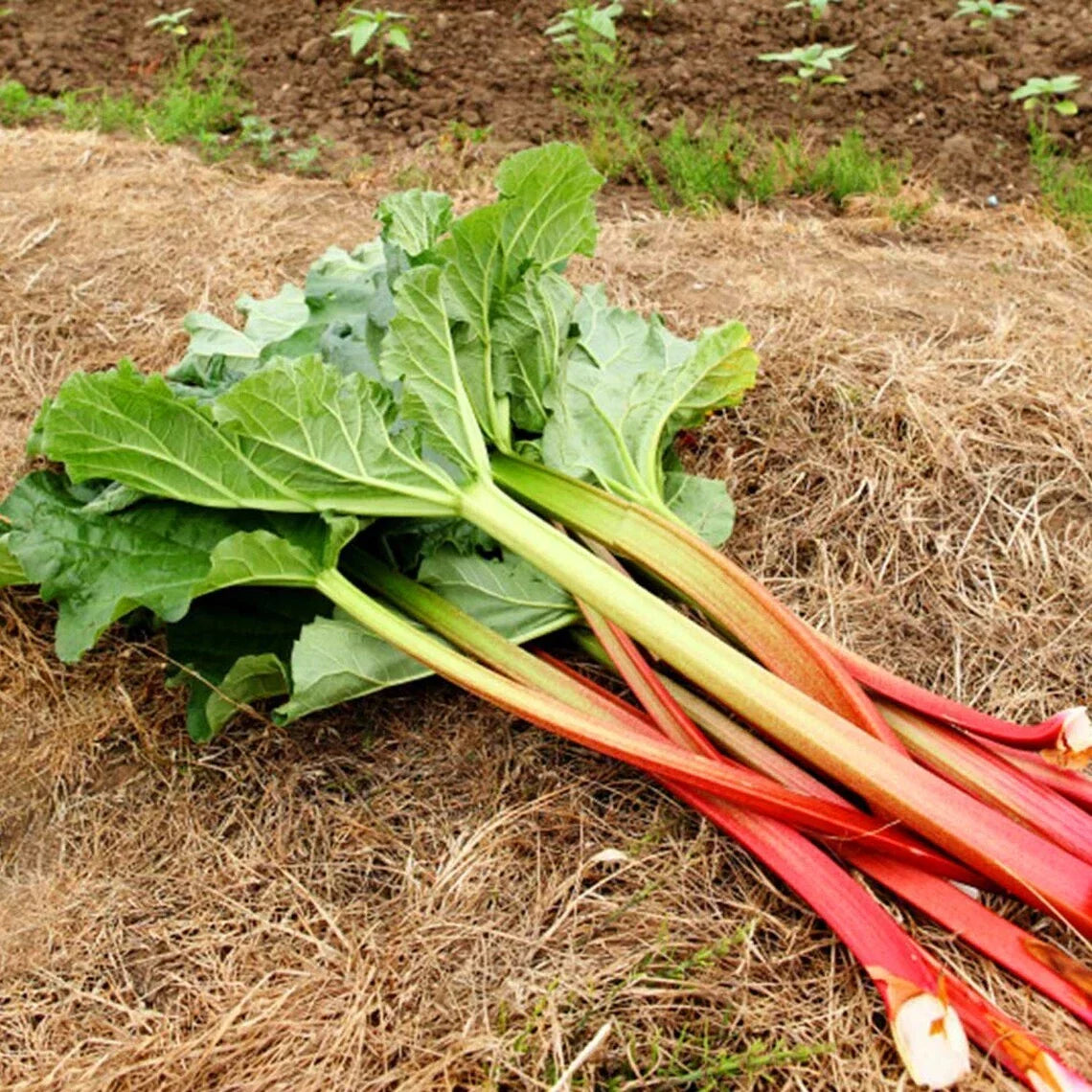 Victoria Rhubarb Seeds - Heirloom Non-GMO Seeds for Cooking & Gardening - Rheum rhabarbarum, Seed Packet
