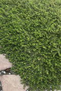 Myoporum Parvifolium Cuttings - 10 Creeping Boobialla Plants for Ground Cover