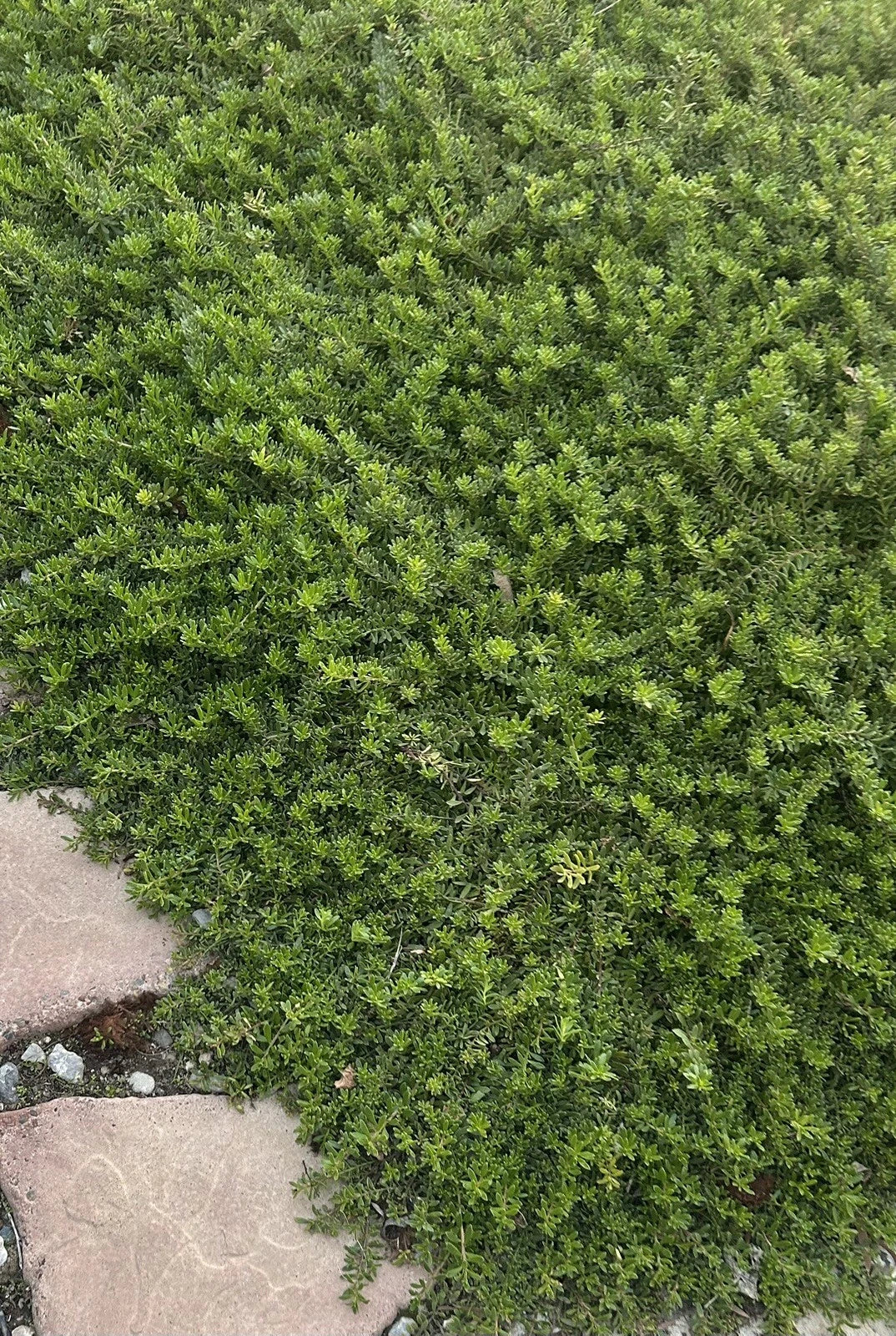 Myoporum Parvifolium Cuttings - 10 Creeping Boobialla Plants for Ground Cover