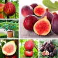 Fig Tree Seeds - 40+ Ficus carica Fruit Seeds for Growing, Deciduous Shrub, Home Garden & Container Planting, USA Seller
