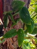 Monstera Standleyana Variegated Cutting – Cobra 1 Node Fresh Plant Propagation, Indoor Houseplant, White and Green Marbled Leaves