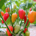 Santa Fe Grande Hot Pepper Seeds - Guero Variety, Non-GMO, Capsicum annuum, Culinary, Garden, Container Growing