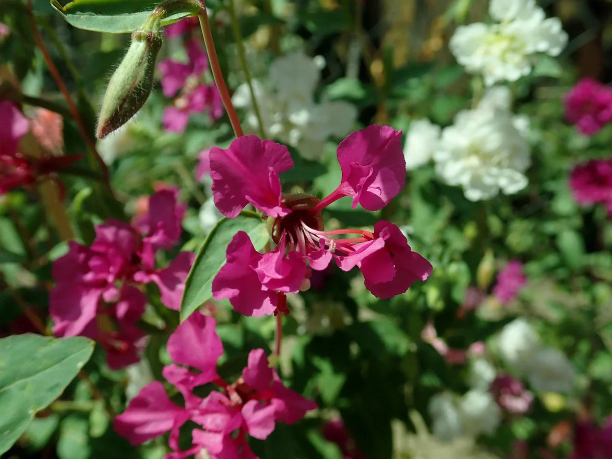 Clarkia Elegans Seeds - 2,000 Non-GMO Flower Seeds for Gardens, Wildflower Meadow, Vibrant Blooms