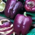 Purple Beauty Bell Pepper Seeds - Heirloom, Non-GMO, Sweet, Capsicum annuum, Compact Plants