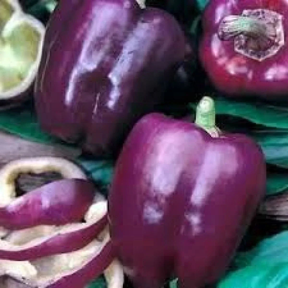 Purple Beauty Bell Pepper Seeds - Heirloom, Non-GMO, Sweet, Capsicum annuum, Compact Plants
