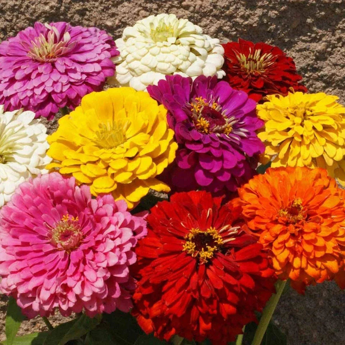 Dahlia Flowered Zinnia Seeds 1Lb - Mixed Colors - Zinnia elegans Wildflower Seeds for Garden, Cut Flowers & Pollinator Attracting