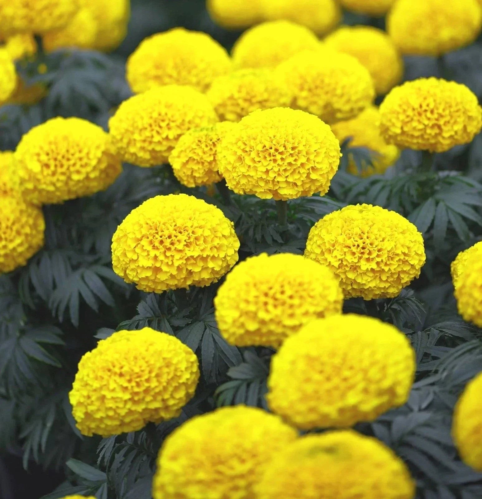 African Marigold Seeds - Mary Helen Yellow Variety for Planting - Tagetes erecta - Bright Yellow Blooms