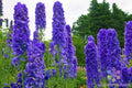 Delphinium Seeds 200 Count – Faust Variety – Blue, Purple, White – Perennial Garden Planting – Delphinium elatum