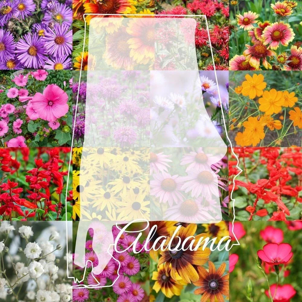 Alabama Wildflower Seed Mix 1/4LB - Native Wildflowers for 500 sq ft