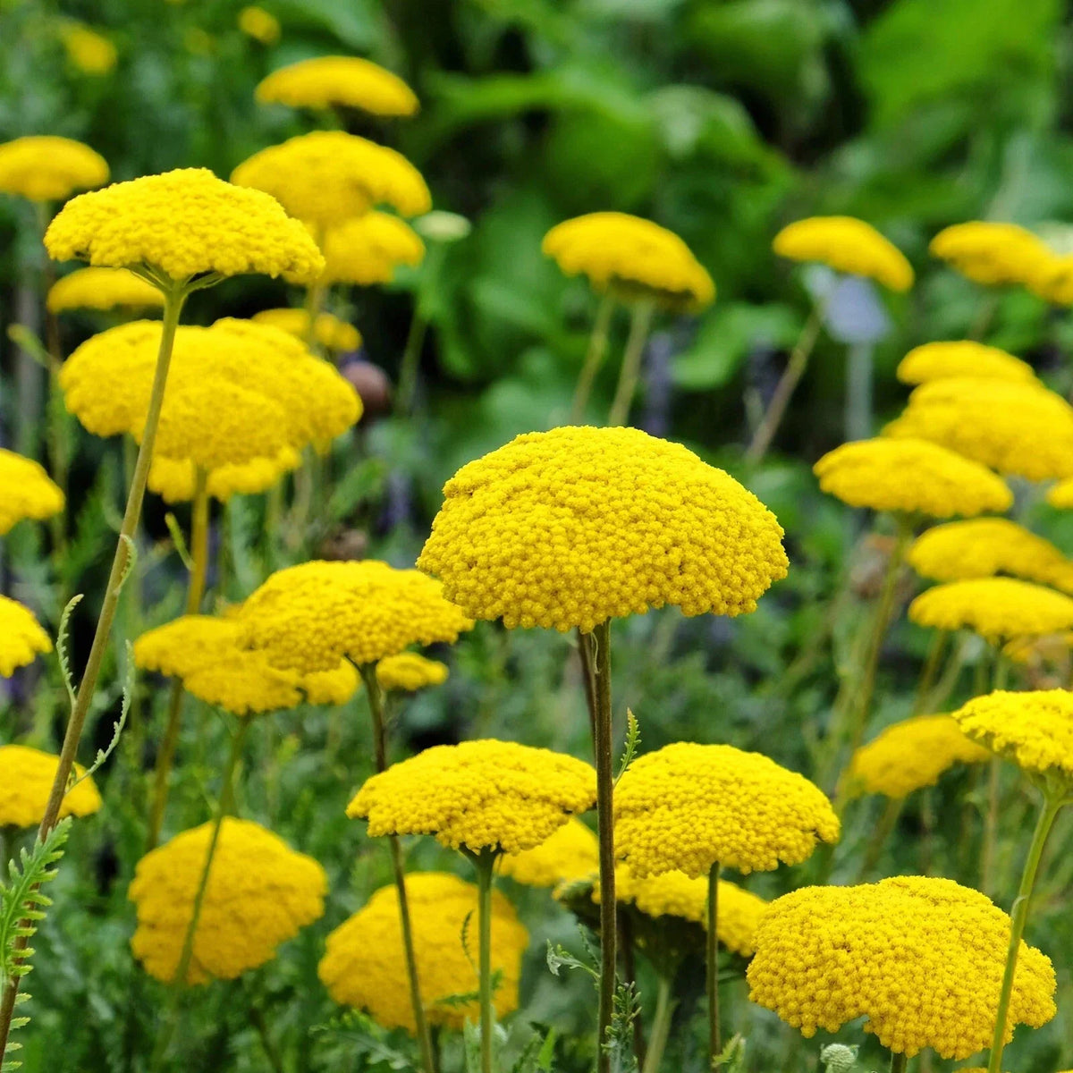 Gold Yarrow Seeds 1000+ Achillea filipendulina Pollinator-Friendly Perennial Garden Seeds
