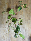 Philodendron Brazil Cuttings - Dark & Lime Green Variegated Leaves - Pre-rooted Philodendron hederaceum