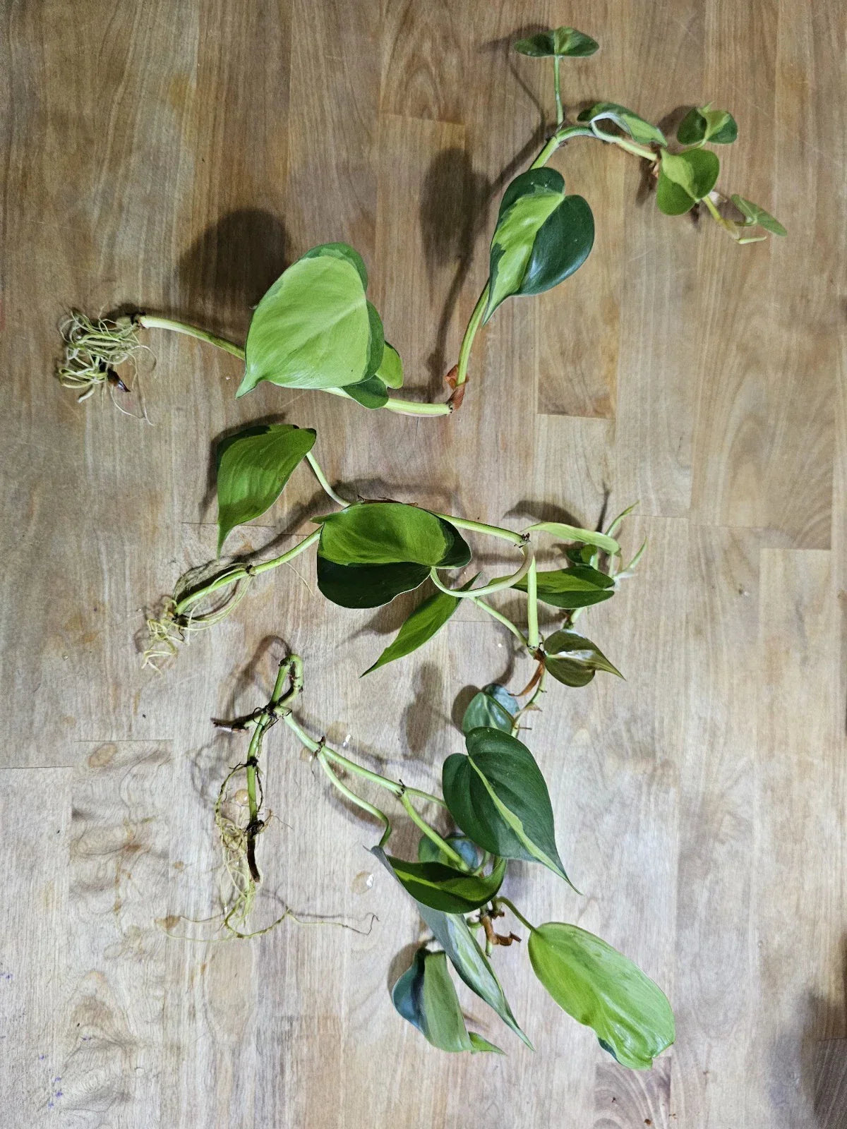 Philodendron Brazil Cuttings - Dark & Lime Green Variegated Leaves - Pre-rooted Philodendron hederaceum
